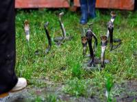 बापरे! काय सांगता, ‘या’ गावातील लोक करतायेत सापांची शेती; जगभरात गाजतंय गावाचं नाव! - Marathi News | Zisiqiao village in eastern China's Zhejiang province has been snake farming | Latest jarahatke Photos at Lokmat.com