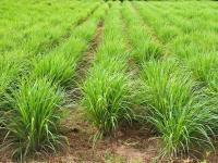 Lemongrass Farming: वर्षाचे 12 महिनेही होईल छप्परफाड नफा; 'या' गवताची शेती करून लाखो रुपये कमवा! - Marathi News | Business tips for farmers 12 months continuous profit earn lakhs of rupees by lemon grass cultivation | Latest business Photos at Lokmat.com