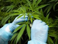 गांजाने होऊ शकतो कोरोनाच्या गंभीर रुग्णांवर उपचार, वैज्ञानिकांचा दावा! - Marathi News | Cannabis can treat serious coronavirus patients | Latest health Photos at Lokmat.com