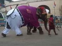 जेव्हा पॅन्ट-शर्ट अन् बेल्टवर दिसला हत्ती; आनंद महिंद्रांनी नाव दिलं Ele-Pant, लोक म्हणतायत... - Marathi News | Now businessman Anand Mahindra shares pic of elephant wearing shirt and pant | Latest national Photos at Lokmat.com