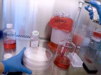 CoronaVirus News : आनंदाची बातमी! : कोरोनावरील औषध सापडलं; 'ही' अँटीबॉडी 100 टक्के गुणकारी, अमेरिकन कंपनीचा दावा - Marathi News | CoronaVirus Marathi News california biotech company Sorrento Therapeutics found antibody on corona virus sna | Latest international Photos at Lokmat.com