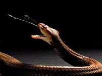 Shocking! सूप बनवण्यासाठी कापला होता कोब्रा, २० मिनिटांनंतर फण्याने मारला दंश; शेफचा जागीच मृत्यू - Marathi News | Chef killed by snake bite 20 minutes after chopping its head off China | Latest jarahatke Photos at Lokmat.com