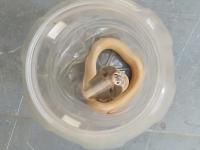 सोलापुरात सापडला अतिदुर्मिळ खवले नसलेला कोब्रा - Marathi News | Extremely rare scale less cobra found in Solapur | Latest solapur Photos at Lokmat.com