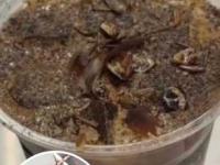 Video - मेलेलं झुरळ, वर कीटकांची पावडर... कॉकरोच कॉफी तुफान व्हायरल, जाणून घ्या किंमत - Marathi News | cockroach coffee with mealworm powder viral insect museum Beijing | Latest sakhi News at Lokmat.com