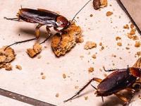 how to get rid of cockroaches: जुन्या ट्रिक सोडा! ४ सोपे उपाय-घरभर फिरणारी झुरळं जातील कायमची पळून- कानाकोपऱ्यातही दिसणार नाहीत - Marathi News | how to permanently remove cockroaches from kitchen best home remedies for cockroach infestation natural cockroach repellents for Home | Latest sakhi Photos at Lokmat.com