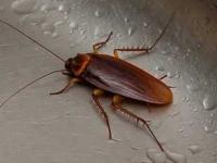 घरातील झुरळं- पाली जातील पळून, केमिकल स्प्रे सोडा, ५ नैसर्गिक उपाय - किचन राहील एकदम चकाचक - Marathi News | Natural Pest Control for Kitchen How to get rid of Cockroaches and Lizards Chemical-free Lizard Repellent Homemade Cockroach Killer Kitchen Hygiene Tips | Latest sakhi Photos at Lokmat.com