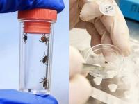 रूस में कोरोना वायरस के बीच एक नए संकट ने बोला हमला, कई लोगों को खून पीने वाले कीड़ों ने किया बीमार - | Amid Coronavirus Invasion of mutant blood-sucking ticks hits Russia | Latest world Photos at Lokmatnews.in