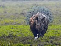 प्राण्यांची 'अशी' मजामस्ती पाहिलीय का? - Marathi News | Comedy Wildlife Photography funny animal photos | Latest jarahatke Photos at Lokmat.com