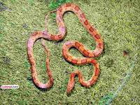 उरण: विना व्हिसाचा ‘कॉर्न स्नेक’ भारतात; विदेशातून येताना टायरच्या कंटेनरमध्ये बसलेला लपून - Marathi News | uran corn snake in India without visa hiding in a tire container from abroad | Latest raigad News at Lokmat.com