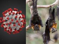 coronavirus : वटवाघुळातून कोरोना व्हायरस आला असेल तर ते 'या' व्हायरसने मरत का नाहीत? - Marathi News | coronavirus : Why bat not dead because of coronavirus? Know the reason api | Latest health Photos at Lokmat.com