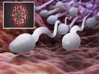 कोरोनाच्या संसर्गामुळे शुक्राणूंमध्ये झाला मोठा बदल, नव्या अपत्यांमध्ये चिंता वाढली - Marathi News | Corona infection causes major changes in sperm, increasing concern among new babies | Latest national Photos at Lokmat.com