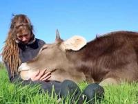 गायीला मिठी मारण्यासाठी लोक हजारो रुपये करताहेत खर्च, जाणून घ्या कारण! - Marathi News | Cow cuddling trend goes viral in united states of America | Latest jarahatke Photos at Lokmat.com