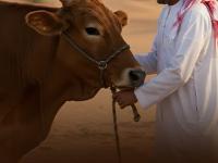 गाईच्या शेणात असं काय खास आहे? जे खरेदी करण्यासाठी अरब देशांनी लावल्या रांगा - Marathi News | india cow dung export boom from waste to wealth in global agriculture | Latest business Photos at Lokmat.com