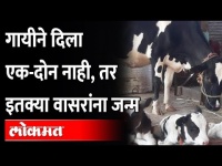 कोल्हापुरातील एका गोठ्यात गायीने दिला ३ वासरांना जन्म | The cow gave birth to 3 calves in Kolhapur