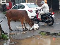 ओशाळली माणुसकी : वासराला कारची धडक; मातृत्व व्याकुळले - Marathi News | Obviously human: the calf strikes the car; Motherhood is disturbed | Latest nashik Photos at Lokmat.com