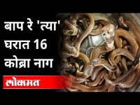 बाप रे 'त्या' घरात 16 कोब्रा नाग | Cobra Snake Rescue in Nagpur | Nagpur News