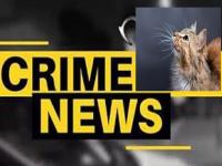 विकृत इसमाने मांजरावर केला अतिप्रसंग; मुंबईतील धक्कादायक घटना - Marathi News | A perverted man committed a violent act on a cat; Shocking incident in Mumbai | Latest mumbai News at Lokmat.com विकृत इसमाने मांजरावर केला अतिप्रसंग; मुंबईतील धक्कादायक घटना - Marathi News | A perverted man committed a violent act on a cat; Shocking incident in Mumbai | Latest mumbai News at Lokmat.com