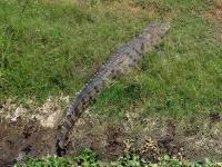 सांगली : दिवसभरात दिसल्या 10 मगरी, परिसरात दहशत - Marathi News | Sangli: 10 crocodiles seen, panic in the area | Latest maharashtra Photos at Lokmat.com