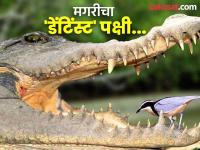 जगातील एक असा पक्षी जो मगरीच्या तोंडात जाऊन स्वच्छ करतो तिचे दात! - Marathi News | This bird enters the crocodiles mouth and cleans its teeth | Latest jarahatke Photos at Lokmat.com