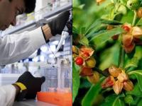 हायड्रॉक्सीक्लोरोक्विननंतर आता 'या' आयुर्वेदिक औषधाची चर्चा; आरोग्य मंत्रालयासह शास्त्रज्ञांची चाचपणी सुरू - Marathi News | search has been launched to see if Ashwagandha has the power to prevent corona mac | Latest national Photos at Lokmat.com