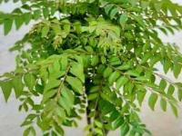 कढीपत्त्याचे रोप वाढेल भरभर, येतील हिरवीगार पानं- हिवाळ्यात फक्त ५ गोष्टींची काळजी घ्या - Marathi News | how to make curry leaf plant grow faster why curry leaf plant leaves turning yellow in winter best home remedies for healthy curry leaf plant | Latest sakhi Photos at Lokmat.com