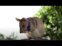 एक असा साहसी उंदीर ज्याने वाचवला हजारो लोकांचा जीव, हिरो जिंकलं होतं गोल्ड मेडल - Marathi News | Magawa mouse who saved thousands people lives won gold medal in Cambodia | Latest jarahatke Photos at Lokmat.com