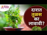 दारात तुळस का लावावी? Why Keep Tulsi At Door? Lokmat Bhakti