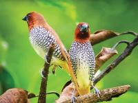 चिपळूण तालुक्यातील डेरवण परिसर किलबिलाटाने गजबजला - Marathi News | A variety of birds were introduced at Derwan in Chiplun taluka | Latest ratnagiri Photos at Lokmat.com