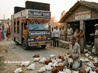 काय म्हणावं आता! लग्नात इतक्या जोरात डीजे वाजवला की १४० कोंबड्या मेल्या; मालक चिडला अन्... - Marathi News | What can I say now! The DJ played so loudly at the wedding that 140 chickens died; the owner got angry and... | Latest national News at Lokmat.com