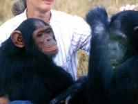 Dr. Jane Goodall : चिंपाझींवर संशोधन करणारी लोकविलक्षण संशोधक, नव्वदीत घेतला जगाचा निरोप - Marathi News | Dr. Jane Goodall: Legendary researcher who researched chimpanzees, passed away at the age of ninety | Latest sakhi Photos at Lokmat.com