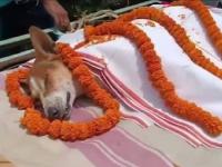 किंडरगार्टनमध्ये घुसत असलेल्या सापाशी भिडला 'काली', प्राण देऊन वाचवला ३० मुलांचा जीव - Marathi News | 'Kali' fights off a snake entering a kindergarten, saves the lives of 30 children by sacrificing his life | Latest national News at Lokmat.com