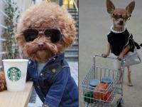 कुत्रेही खाऊन जाताहेत भाव; तुम्हीही म्हणाल काय स्टाइल आहे राव - Marathi News | celebrity dogs the pets of hollywood stars | Latest jarahatke Photos at Lokmat.com