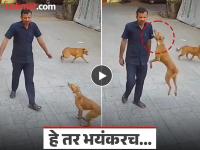 Dog Attack Mumbai: बिबट्यासारखी उडी आणि खांदा पकडला जबड्यात; मुंबईत भटक्या कुत्र्याचा सुरक्षारक्षकावर हल्ला, Video पहा - Marathi News | Dog Attack Mumbai: Leaping like a leopard and grabbing the shoulder in its jaws; Stray dog attacks security guard in Mumbai, watch video | Latest mumbai News at Lokmat.com