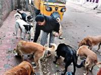 निश्चित नसलेल्या जागी कुत्र्यांना अन्न देण्यापासून रोखणे गुन्हा ठरत नाही; मुंबई उच्च न्यायालयाने दिला महत्त्वपूर्ण निर्वाळा   - Marathi News | Preventing dogs from being fed at unspecified places is not a crime; Bombay High Court gives important verdict | Latest pune News at Lokmat.com