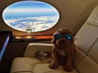 'या' Dog's चं आलिशान जगणं पाहून तुमची श्रीमंतीही वाटू लागेल कमी! - Marathi News | Rich dogs of Instagram, photo goes viral | Latest social-viral Photos at Lokmat.com