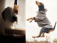कुत्र्यांचं 'असं' भन्नाट फोटोसेशन पाहिलंय का? - Marathi News | amazing photoshoot of dogs | Latest jarahatke Photos at Lokmat.com