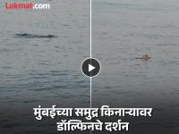 Dolphin in Mumbai: मुंबईकरांना सुखद धक्का! वरळी सी फेसच्या समुद्रकिनाऱ्यावर डॉल्फिनची मस्ती, व्हिडीओ व्हायरल - Marathi News | Dolphin in Mumbai: Mumbaikars get a glimpse of dolphins! Dolphins having fun on the beach of Worli Sea Face, video goes viral | Latest mumbai News at Lokmat.com Dolphin in Mumbai: मुंबईकरांना सुखद धक्का! वरळी सी फेसच्या समुद्रकिनाऱ्यावर डॉल्फिनची मस्ती, व्हिडीओ व्हायरल - Marathi News | Dolphin in Mumbai: Mumbaikars get a glimpse of dolphins! Dolphins having fun on the beach of Worli Sea Face, video goes viral | Latest mumbai News at Lokmat.com