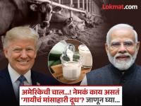 धक्कादायक...! डोनाल्ड ट्रम्प यांना भारतात पाठवायचंय 'मांसाहारी दूध', सरकारचा स्पष्ट नकार; जाणून घ्या काय आहे हा संपूर्ण प्रकार? - Marathi News | Shocking Donald Trump wants to send non-vegetarian milk to India under the name of trade deal, government clearly refuses; Know what this whole thing is | Latest international Photos at Lokmat.com
