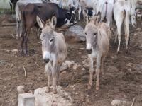 गाढव पाळण्यासाठी केंद्र सरकार देणार ५० लाख रुपये; कसा घ्यायचा योजनेचा फायदा? जाणून घ्या - Marathi News | Central government will provide Rs 50 lakh for raising donkeys; How to avail the benefit of the scheme? Know details | Latest national Photos at Lokmat.com