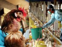 बर्ड फ्लू मध्ये हजारो पक्ष्यांना का ठार मारलं जातं? जाणून घ्या यामागचं कारण - Marathi News | Why birds killed during bird flu at science | Latest health Photos at Lokmat.com