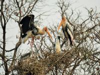 पेंटेड स्टॉर्कचा पिलांसोबत दीड महिन्याचा प्रवास - Marathi News | A painted stork's one and a half month journey with its chicks | Latest kolhapur Photos at Lokmat.com