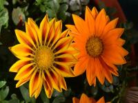 मुंबईतील जिजामाता उद्यानामध्ये मनमोहक पुष्प प्रदर्शन - Marathi News |  Beautiful floral display in Jijamata garden in Mumbai | Latest mumbai Photos at Lokmat.com