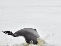 गंगेत वाढतेय डॉल्फिन माशांची संख्या, कसरती पाहून तुम्हीही व्हाल अवाक्!, पाहा फोटो - Marathi News | Dolphin gangetic dolphin ganges river government of bihar gangetic dolphin century | Latest jarahatke Photos at Lokmat.com