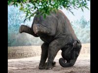 काल माणसांचा योगाभ्यास पाहिलात, आज प्राण्यांची योगासनं पाहा... - Marathi News | international yoga day animals yoga | Latest jarahatke Photos at Lokmat.com