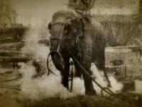 अमेरिकेत या हत्तीला हजारो लोकांसमोर देण्यात आली होती फाशी, हैराण करणारं आहे कारण - Marathi News | Story of murder and revenge town that hanged an elephant | Latest jarahatke Photos at Lokmat.com