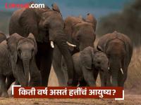 किती वर्ष असतं सगळ्यात विशाल प्राणी हत्तींचं आयुष्य? वर्ष वाचून बसेल धक्का... - Marathi News | How Long Do Elephants Live? | Latest jarahatke Photos at Lokmat.com