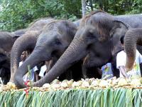 भारतात एकुण 27 हजार 312 हत्ती - Marathi News | Total 27 thousand 312 elephants in India | Latest national Photos at Lokmat.com