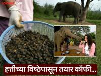 हत्तीच्या विष्ठेपासून तयार केली जाते जगातील सगळ्यात महाग कॉफी, पाहा काय आहे या कॉफीची खासियत - Marathi News | Scientists finally explain why elephant poop coffee | Latest jarahatke Photos at Lokmat.com