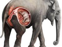 जवळपास 2 वर्षे लांब चालते हत्तीणीची प्रेग्नन्सी, जाणून घ्या यामागचं रहस्य! - Marathi News | Secret of long pregnancy of elephant reveal in research | Latest jarahatke Photos at Lokmat.com