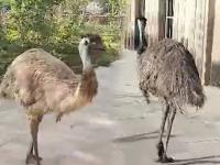 उडू शकत नाही तरीही ऑस्ट्रेलियन 'इमू' एवढ्या लांब अयोध्येत कसा पोहोचला?; वन विभागही हैराण - Marathi News | Even though it can't fly, how did the Australian 'emu' reach such a long distance to Ayodhya?; The forest department is also surprised | Latest jarahatke News at Lokmat.com